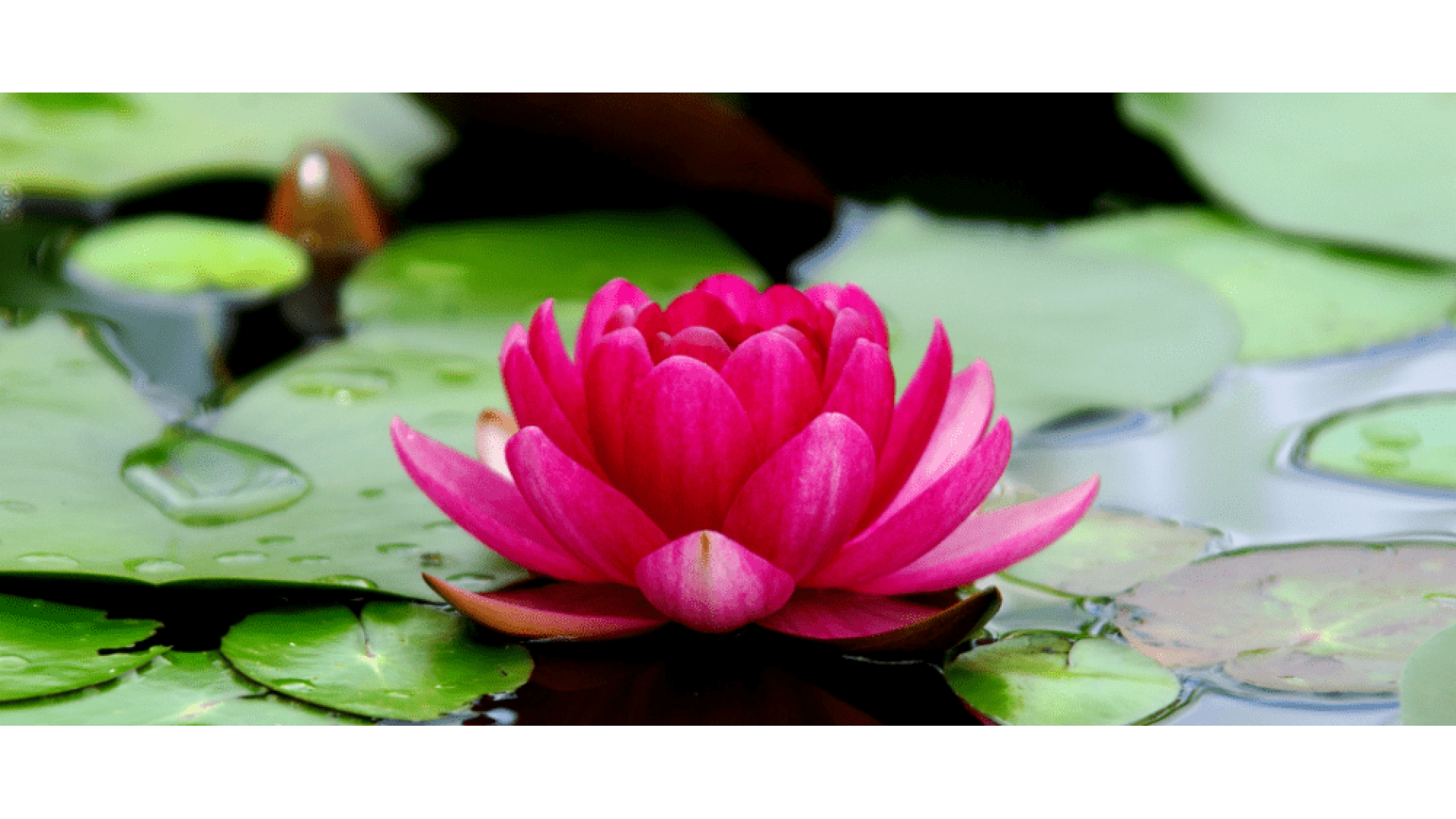 Lotus